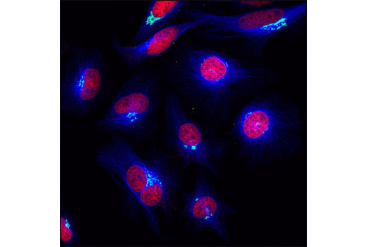 Confocal immunofluorescent analysis of HeLa cells using α-Tubulin (11H10) Rabbit mAb (Alexa Fluor ® 647 Conjugate) (blue pseudocolor) and a golgin-97 antibody (green). Red = propidium iodide (fluorescent DNA dye).