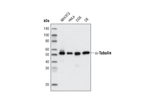 Western blot analysis of extracts from various cell lines using α-Tubulin (11H10) Rabbit mAb (HRP Conjugate).
