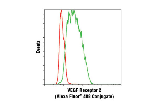 Flow cytometric analysis of HUVE cells using VEGF Receptor 2 (D5B1) Rabbit mAb (Alexa Fluor ® 488 Conjugate) (green) compared to concentration-matched Rabbit (DA1E) mAb IgG XP ® Isotype Control (Alexa Fluor ® 488 Conjugate) #2975 (red).