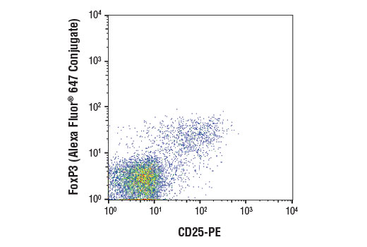 Flow cytometric analysis of murine spleen lymphocytes using FoxP3 (D6O8R) Rabbit mAb (Alexa Fluor ® 647 Conjugate) #13399 versus a CD25 antibody. Analysis was performed on a gated CD4+ T cell population.
