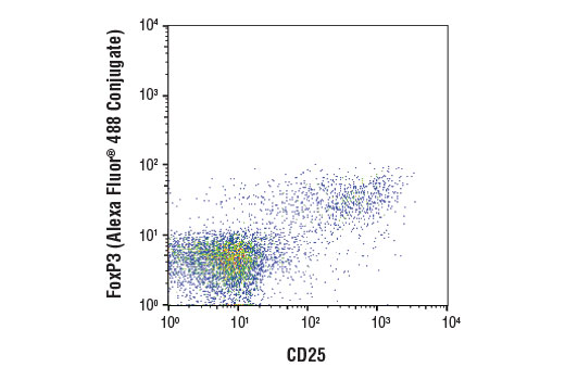 Flow cytometric analysis of murine spleen lymphocytes using FoxP3 (D6O8R) Rabbit mAb (Alexa Fluor ® 488 Conjugate) #13282 versus a CD25 antibody. Analysis was performed on gated a CD4+ T cell population.