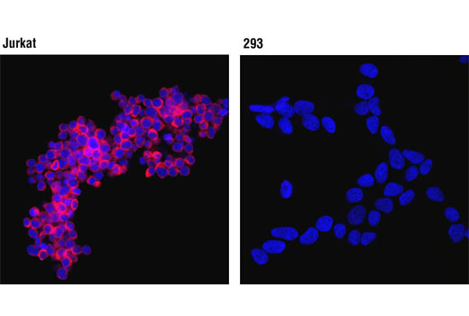 Confocal immunofluorescent analysis of Jurkat (left) and 293 (right) cells using HS1 (D83A8) XP ® Rabbit mAb (Human Specific) (Alexa Fluor ® 647 Conjugate) (red). Blue pseudocolor = Propidium Iodide (PI)/RNase Staining Solution #4087.