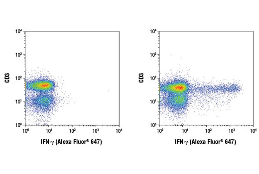 Flow cytometric analysis of human peripheral blood cells, untreated (left) or treated with TPA #4174 (40 nM, 4 hr), Ionomycin, Calcium Salt #9995 (2 µM, 4 hr), and Brefeldin A #9972 (1 µg/ml, last 3 hr of stimulation) (right), using a CD3 antibody and IFN-γ (D3H2) XP ® Rabbit mAb (Alexa Fluor ® 647 Conjugate). Analysis was performed on cells in the lymphocyte gate.
