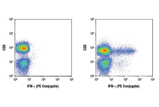 Flow cytometric analysis of human peripheral blood cells, untreated (left) or treated (right) with TPA #4174 (40 nM, 4 hr); Ionomycin, Calcium Salt #9995 (2 μM, 4 hr); and Brefeldin A #9972 (1 μg/ml, last 3 hr of stimulation), using a CD3 antibody and IFN-γ (D3H2) XP ® Rabbit mAb (PE Conjugate). Analysis was performed on cells in the lymphocyte gate