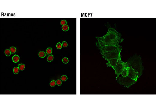 Confocal immunofluorescent analysis of Ramos (left) and MCF7 (right) cells using PAX5 (D19F8) XP ® Rabbit mAb (Alexa Fluor ® 555 Conjugate) (red). Actin filaments were labeled with Alexa Fluor ® 488 phalloidin (green).