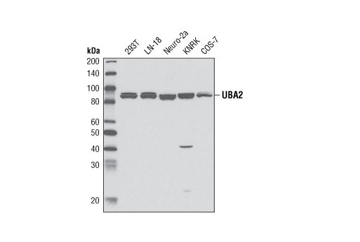 Western blot analysis of extracts from various cell lines using UBA2 Antibody.