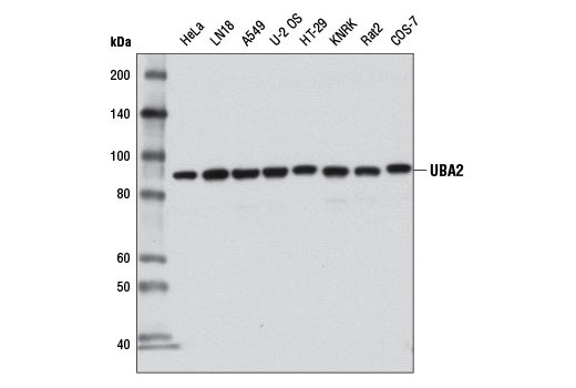 Western blot analysis of extracts from various cell lines using UBA2 (D15C11) Rabbit mAb.