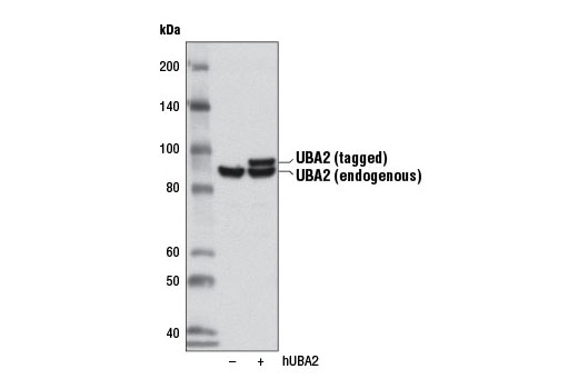 Western blot analysis of extracts from 293T cells, either mock transfected (-) or transfected with a Myc/DDK-tagged cDNA expression construct encoding full-length human UBA2 (hUBA2, +), using UBA2 (D15C11) Rabbit mAb.