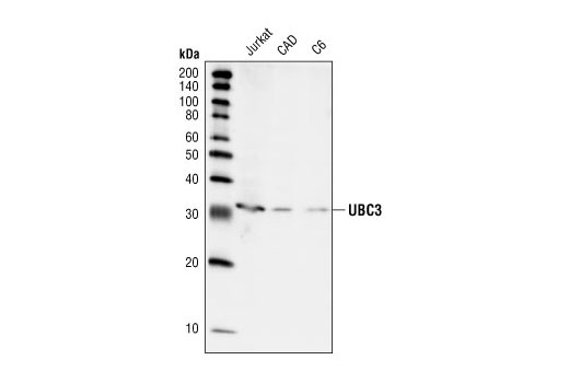 Western blot analysis of extracts from Jurkat, CAD and C6 cells using UBC3 Antibody.