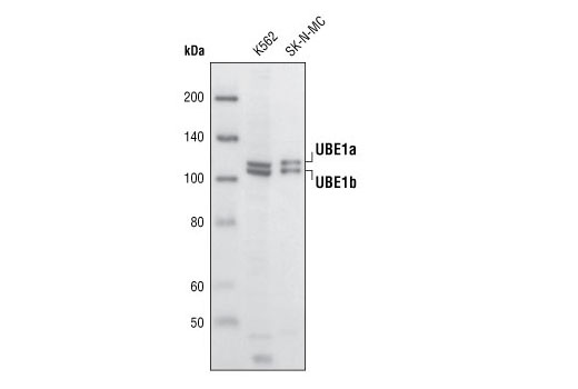 Western blot analysis of extracts from K562 and SK-N-MC cells using UBE1a/b Antibody.