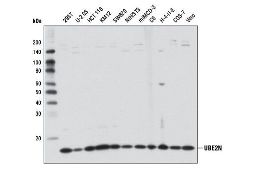 Western blot analysis of extracts from various cell lines using UBE2N (D2A1) Rabbit mAb.