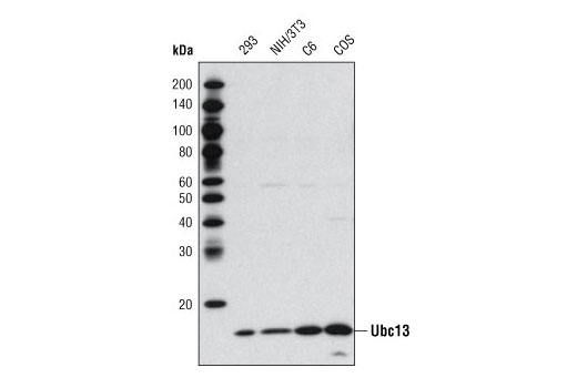 Western blot analysis of extracts from various cell lines using Ubc13 Antibody.