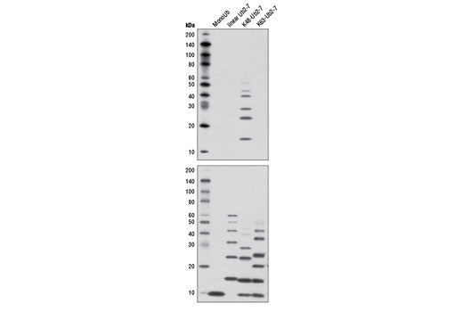 Western blot analysis of recombinant monoubiquitin (MonoUb), linear unbranched ubiquitin chain (Ub2-7), K48-linked polyubiquitin (K48-Ub2-7) and K63-linked polyubiquitin (K63-Ub2-7), using K48-linkage Specific Polyubiquitin (D9D5) Rabbit mAb (upper) and Ubiquitin (P4D1) Mouse mAb #3936 (lower). Ubiquitin chains range from 2 to 7 in length.