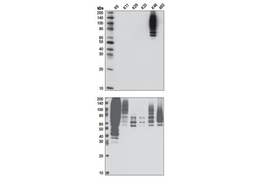 Western blot analysis of six distinct recombinant polyubiquitin chains using K48-linkage Specific Polyubiquitin (D9D5) Rabbit mAb (upper) and Ubiquitin (P4D1) Mouse mAb #3936 (lower).