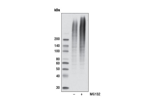 Western blot analysis of H1703 cells, untreated or treated with MG132 as indicated, using K48-linkage Specific Polyubiquitin (D9D5) Rabbit mAb.