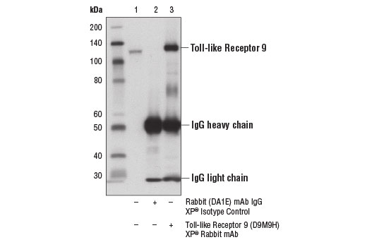 Immunoprecipitation of Toll-like receptor 9 from Ramos cell extracts using Rabbit (DA1E) mAb IgG XP ® Isotype Control #3900 (lane 2) or Toll-like Receptor 9 (D9M9H) XP ® Rabbit mAb (lane 3). Lane 1 is 10% input. Western blot analysis was performed using Toll-like Receptor 9 (D9M9H) XP ® Rabbit mAb.