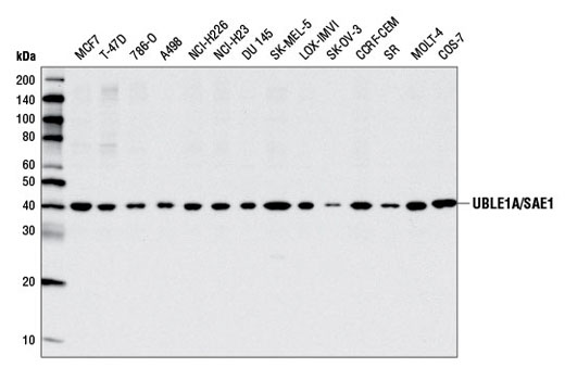 Western blot analysis of extracts from various cell lines using UBLE1A/SAE1 Antibody.