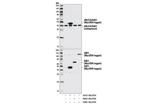 Western blot analysis of extracts from 293T cells, mock transfected (-) or transfected with constructs encoding Myc/DDK-tagged full-length human SAE1 protein (hSAE1-Myc/DDK; +), Myc/DDK-tagged full-length human NAE1 protein (hNAE1-Myc/DDK; +), or Myc/DDK-tagged full-length human UBE1 protein (hUBE1-Myc/DDK; +), using UBLE1A/SAE1 Antibody (upper) or DYKDDDK Tag Antibody #2368 (lower).