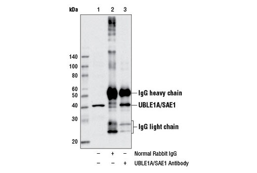 Immunoprecipitation of UBLE1A/SAE1 from MCF7 cell extracts using Normal Rabbit IgG #2729 (lane 2) or UBLE1A/SAE1 Antibody (lane 3). Lane 1 is 10% input. Western blot analysis was performed using UBLE1A/SAE1 Antibody.