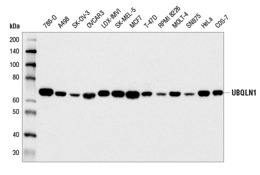 Western blot analysis of extracts from various cell lines using UBQLN1 (D3T7F) Rabbit mAb.