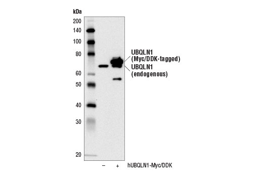 Western blot analysis of extracts from 293T cells, mock transfected (-) or transfected with a construct expressing Myc/DDK-tagged full-length human UBQLN1 protein (hUBQLN1-Myc/DDK; +), using UBQLN1 (D3T7F) Rabbit mAb.