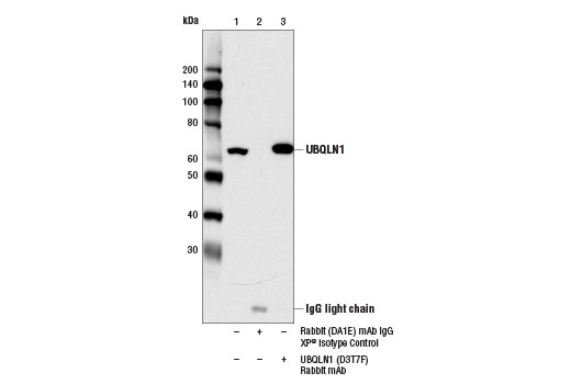 Immunoprecipitation of UBQLN1 from 293T cell extracts, using Rabbit (DA1E) mAb IgG XP ® Isotype Control #3900 (lane 2) or UBQLN1 (D3T7F) Rabbit mAb (lane 3). Lane 1 is 10% input. Western blot analysis was performed using UBQLN1 (D3T7F) Rabbit mAb.