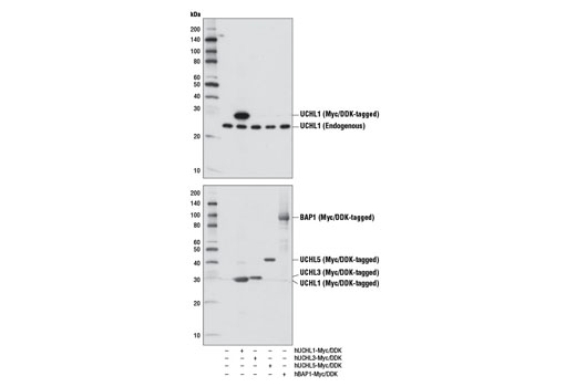 Western blot analysis of extracts from 293T cells, mock transfected (-) or transfected with constructs expressing Myc/DDK-tagged full-length human UCHL1 (hUCHL1-Myc/DDK; +), Myc/DDK-tagged full-length human UCHL3 (hUCHL3-Myc/DDK; +), Myc/DDK-tagged full-length human UCHL5 (hUCHL5-Myc/DDK; +), and Myc/DDK-tagged full-length human BAP1 (hBAP1-Myc/DDK; +), using UCHL1 (D8R2I) XP ® Rabbit mAb (upper) or DYKDDDDK Tag Antibody #2368 (lower).