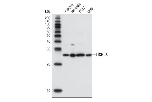 Western blot analysis of extracts from various cell types using UCHL3 Antibody.