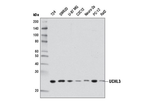 Western blot analysis of extracts from various cell lines using UCHL3 (D25E6) Rabbit mAb.