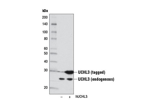 Western blot analysis of extracts from 293T cells, mock-transfected (-) or transfected with a Myc/DDK-tagged cDNA expression construct encoding full-length human UCHL3 (hUCHL3, +), using UCHL3 (D25E6) Rabbit mAb.