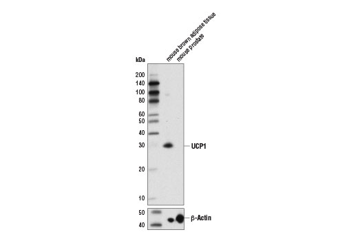 Western blot analysis of extracts from mouse brown adipose tissue (positive) and mouse prostate (negative) using UCP1 (D9D6X) Rabbit mAb (upper) and β-Actin (D6A8) Rabbit mAb #8457 (lower).
