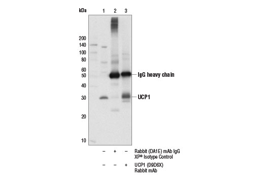Immunoprecipitation of UCP1 from mouse brown adipose tissue extracts using Rabbit (DA1E) mAb IgG XP ® Isotype Control #3900 (lane 2) or UCP1 (D9D6X) Rabbit mAb (lane 3). Lane 1 is 10% input. Western blot analysis was performed using UCP1 (D9D6X) Rabbit mAb.