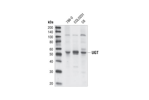 Western blot analysis of extracts from 786-0, COLO201 and C6 cell lines, using UGT Antibody.