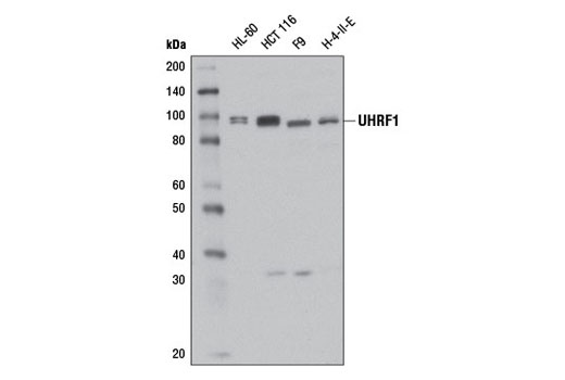 Western blot analysis of extracts from various cell lines using UHRF1 (D6G8E) Rabbit mAb.