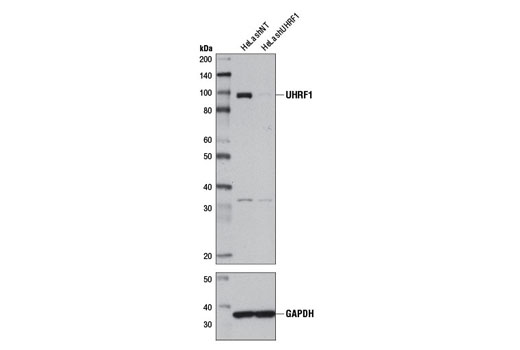 Western blot analysis of extracts from HeLa cells, expressing either nontargeting shRNA (HeLa shNT) or shRNA targeting UHRF1 (HeLa shUHRF1), using UHRF1 (D6G8E) Rabbit mAb (upper) or GAPDH (D16H11) XP ® Rabbit mAb #5174 (lower).