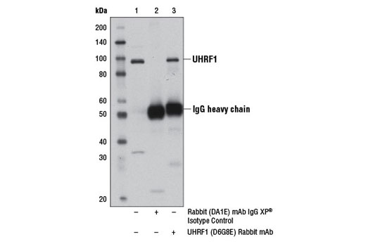 Immunoprecipitation of UHRF1 from HeLa cell extracts, using Rabbit (DA1E) mAb IgG XP ® Isotype Control #3900 (lane 2) or UHRF1 (D6G8E) Rabbit mAb (lane 3). Lane 1 is 10% input. Western blot analysis was performed using UHRF1 (D6G8E) Rabbit mAb.