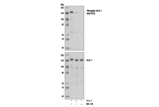 Western blot analysis of extracts from A172 cells, untreated (-), Torin 1-treated (+; 250 nM; 5 hrs), or INK-128-treated (+; 250 nM; 5 hrs) using Phospho-ULK1 (Ser757) Antibody (upper) or total ULK1 (D8H5) Rabbit mAb #8054 (lower).