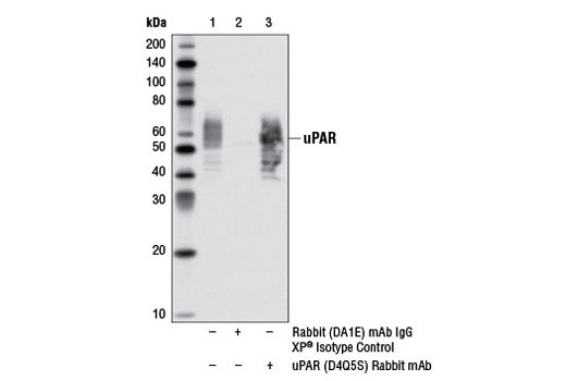 Immunoprecipitation of uPAR from U-937 cell extracts treated with TPA (12-O-Tetradecanoylphorbol-13-Acetate) #4174 (200 nM, 72 hr; +) using Rabbit (DA1E) mAb IgG XP ® Isotype Control #3900 (lane 2) or uPAR (D4Q5S) Rabbit mAb (lane 3). Lane 1 is 10% input. Western blot analysis was performed using uPAR (D4Q5S) Rabbit mAb as the primary antibody and Mouse Anti-rabbit IgG (Conformation Specific) (L27A9) mAb #3678 as the secondary antibody.