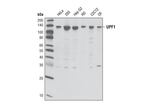 Western blot analysis of extracts from various cell types using Upf1 Antibody.