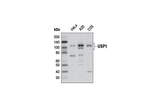 Western blot analysis of extracts from HeLa, A20 and COS cells using USP1 (D37B4) Rabbit mAb.