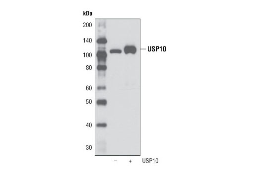 Western blot analysis of extracts from 293T cells, either mock transfected or transfected with a human USP10 construct, using USP10 Antibody.