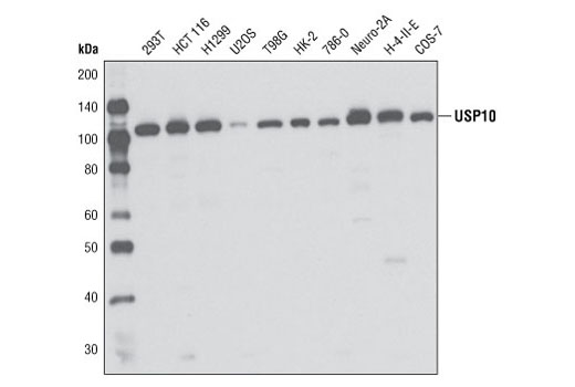 Western blot analysis of extracts from various cell lines using USP10 Antibody.