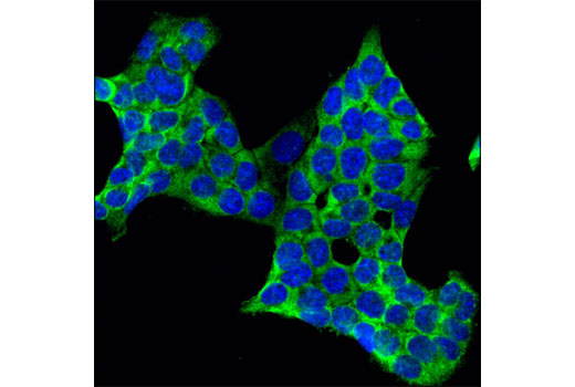 Confocal immunofluorescent analysis of HCT-116 cells using USP10 Antibody (green). Blue pseudocolor = DRAQ5 ® #4084 (fluorescent DNA dye).