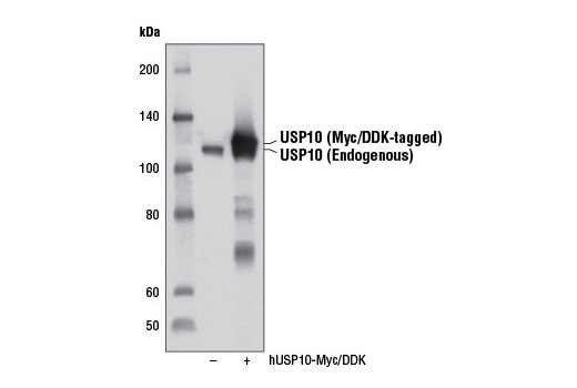 Western blot analysis of extracts from 293T cells, either mock transfected (-) or transfected with a Myc/DDK-tagged cDNA expression construct encoding full-length human USP10 (hUSP10-Myc/DDK, +), using USP10 (D7A5) Rabbit mAb.