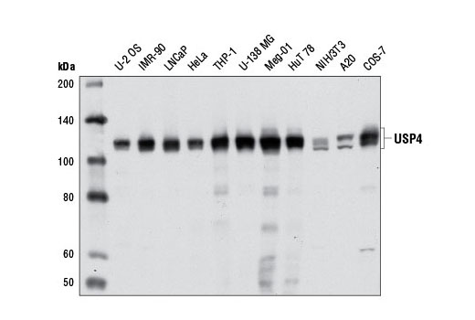 Western blot analysis of extracts from various cell lines using USP4 Antibody.
