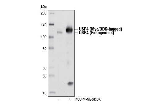 Western blot analysis of extracts from 293T cells, either mock transfected (-) or transfected with a Myc/DDK-tagged cDNA expression construct encoding full-length human USP4, isoform1/UnpEL (hUSP4-Myc/DDK; +), using USP4 Antibody.