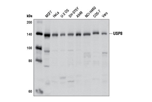 Western blot analysis of extracts from various cell lines using USP8 Antibody.