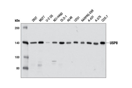 Western blot analysis of extracts from various cell lines using USP8 (D18F6) Rabbit mAb.