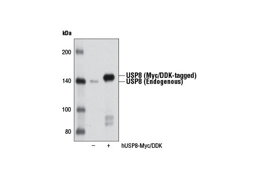 Western blot analysis of extracts from 293T cells, either mock transfected (-) or transfected with a construct expressing Myc/DDK-tagged full-length human USP8 (hUSP8-Myc/DDK; +), using USP8 (D18F6) Rabbit mAb.