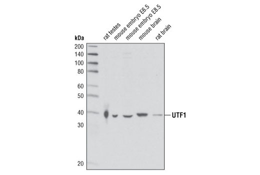 Western blot analysis of extracts from rat testes, mouse embryo E6.5 and E8.5, mouse brain and rat brain and using UTF1 Antibody.